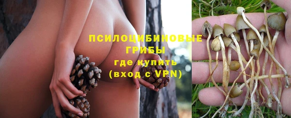 шишки Верея
