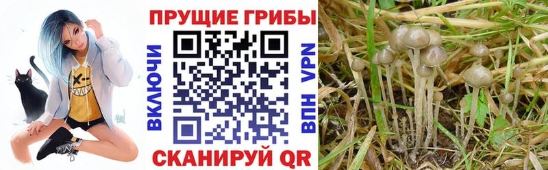 Псилоцибиновые грибы GOLDEN TEACHER  KRAKEN маркетплейс  Верхоянск 